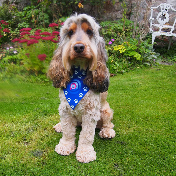 P055 Dog Bandana